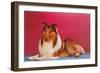 Collie-null-Framed Art Print