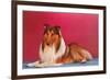 Collie-null-Framed Art Print