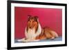 Collie-null-Framed Art Print