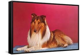 Collie-null-Framed Stretched Canvas