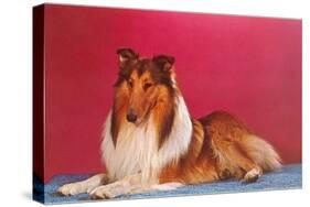 Collie-null-Stretched Canvas