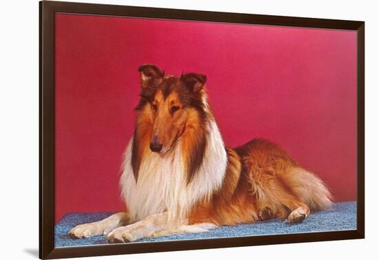 Collie-null-Framed Art Print