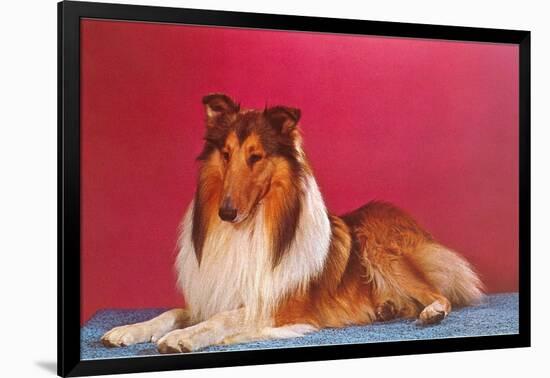 Collie-null-Framed Art Print