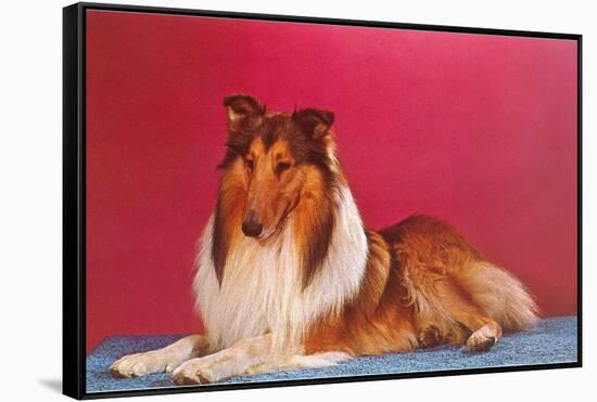 Collie-null-Framed Stretched Canvas