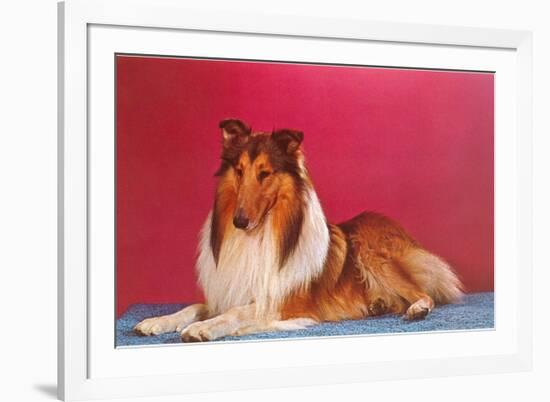 Collie-null-Framed Premium Giclee Print