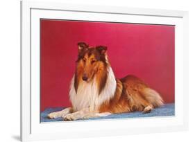 Collie-null-Framed Premium Giclee Print