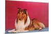 Collie-null-Mounted Premium Giclee Print