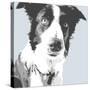 Collie-Emily Burrowes-Stretched Canvas