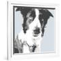 Collie-Emily Burrowes-Framed Art Print