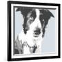 Collie-Emily Burrowes-Framed Art Print