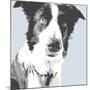 Collie-Emily Burrowes-Mounted Art Print