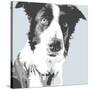 Collie-Emily Burrowes-Stretched Canvas