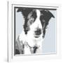 Collie-Emily Burrowes-Framed Art Print