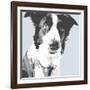 Collie-Emily Burrowes-Framed Art Print