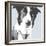 Collie-Emily Burrowes-Framed Premium Giclee Print