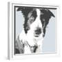 Collie-Emily Burrowes-Framed Premium Giclee Print