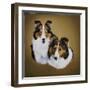 Collies 1-Jenny Newland-Framed Giclee Print