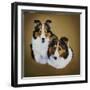 Collies 1-Jenny Newland-Framed Giclee Print