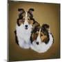 Collies 1-Jenny Newland-Mounted Giclee Print