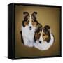 Collies 1-Jenny Newland-Framed Stretched Canvas