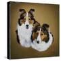 Collies 1-Jenny Newland-Stretched Canvas