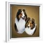 Collies 2-Jenny Newland-Framed Giclee Print