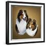 Collies 2-Jenny Newland-Framed Giclee Print