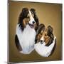 Collies 2-Jenny Newland-Mounted Giclee Print