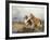 Collies in a Highland Landscape-Wright Barker-Framed Premium Giclee Print