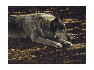 Nature/'s Cover by Collin Bogle Animal Wolf Wolves Print Poster 14x24