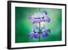 Collinsia Portrait, Wildflowers, Chinese Houses, California Spring-Vincent James-Framed Photographic Print