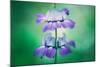 Collinsia Portrait, Wildflowers, Chinese Houses, California Spring-Vincent James-Mounted Photographic Print