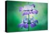 Collinsia Portrait, Wildflowers, Chinese Houses, California Spring-Vincent James-Stretched Canvas