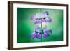 Collinsia Portrait, Wildflowers, Chinese Houses, California Spring-Vincent James-Framed Photographic Print