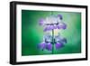 Collinsia Portrait, Wildflowers, Chinese Houses, California Spring-Vincent James-Framed Photographic Print