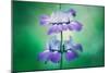 Collinsia Portrait, Wildflowers, Chinese Houses, California Spring-Vincent James-Mounted Photographic Print