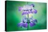 Collinsia Portrait, Wildflowers, Chinese Houses, California Spring-Vincent James-Stretched Canvas