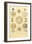 Collosphaera Radiolaria-null-Framed Giclee Print