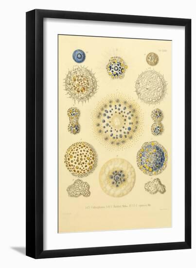 Collosphaera Radiolaria-null-Framed Giclee Print