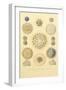 Collosphaera Radiolaria-null-Framed Giclee Print