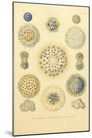 Collosphaera Radiolaria-null-Mounted Giclee Print