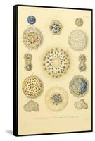 Collosphaera Radiolaria-null-Framed Stretched Canvas