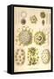 Collozoum Merme-Ernst Haeckel-Framed Stretched Canvas