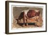 Colman Color Study of Cows I-Samuel Colman-Framed Art Print