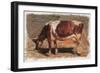 Colman Color Study of Cows I-Samuel Colman-Framed Art Print