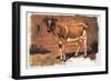 Colman Color Study of Cows II-Samuel Colman-Framed Premium Giclee Print