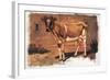 Colman Color Study of Cows II-Samuel Colman-Framed Art Print