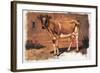 Colman Color Study of Cows II-Samuel Colman-Framed Art Print