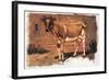 Colman Color Study of Cows II-Samuel Colman-Framed Art Print