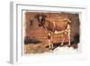 Colman Color Study of Cows II-Samuel Colman-Framed Art Print